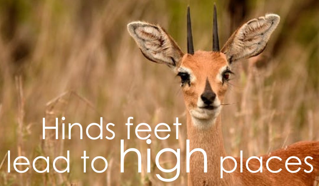 Make your feet like ‘Hinds Feet’